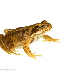 MYN Common Frog 